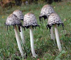 Coprinus comatus, side view of group showing inking.